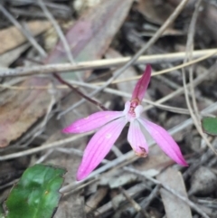 Caladenia fuscata at O'Connor, ACT - 18 Oct 2016