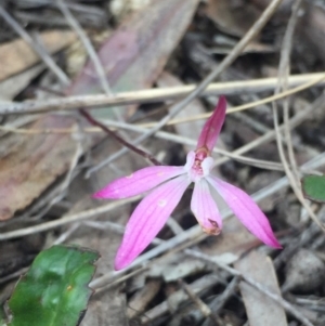 Caladenia fuscata at O'Connor, ACT - 18 Oct 2016