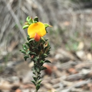 Pultenaea procumbens at O'Connor, ACT - 18 Oct 2016