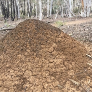 Nasutitermes exitiosus at O'Connor, ACT - 18 Oct 2016