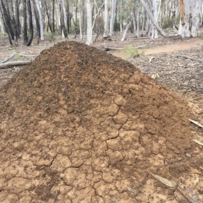 Nasutitermes exitiosus (Snouted termite, Gluegun termite) at O'Connor, ACT - 18 Oct 2016 by Nige