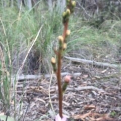 Stylidium sp. at O'Connor, ACT - 18 Oct 2016