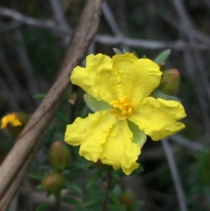 Hibbertia calycina at O'Connor, ACT - 18 Oct 2016 03:44 PM