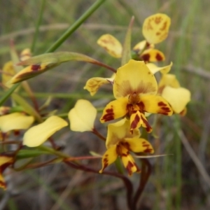 Diuris nigromontana at Cook, ACT - 7 Oct 2016