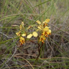 Diuris nigromontana at Cook, ACT - suppressed