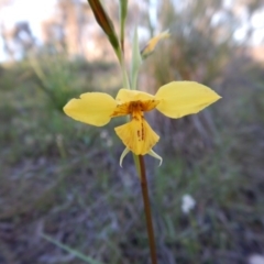 Diuris sp. (hybrid) at Cook, ACT - 28 Sep 2016