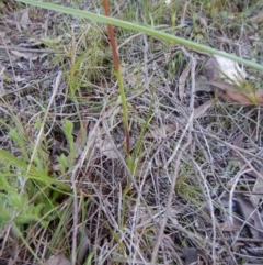 Diuris sp. (hybrid) at Cook, ACT - 28 Sep 2016