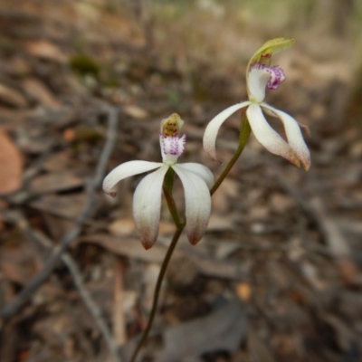 Caladenia ustulata (Brown Caps) at Mulligans Flat - 8 Oct 2016 by CathB