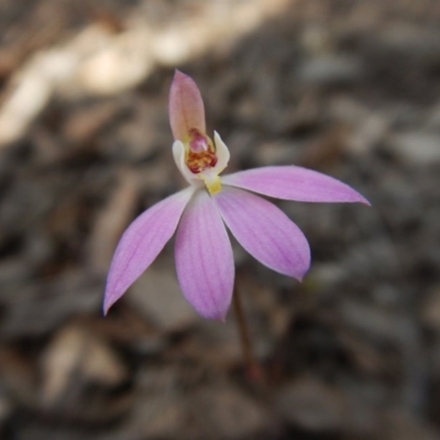 Caladenia carnea (Pink Fingers) at Mulligans Flat - 8 Oct 2016 by CathB
