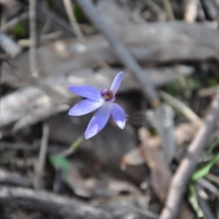 Cyanicula caerulea (Blue Fingers, Blue Fairies) at Aranda, ACT - 25 Sep 2016 by catherine.gilbert