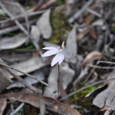 Caladenia fuscata (Dusky Fingers) at Point 4010 - 25 Sep 2016 by catherine.gilbert