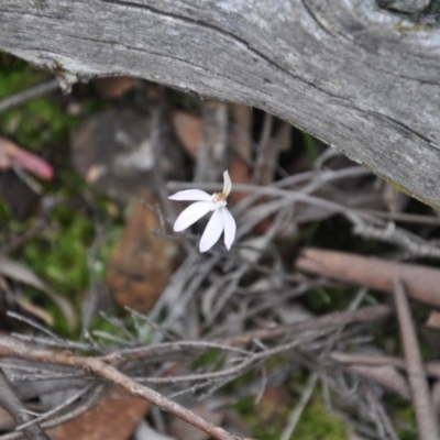 Caladenia fuscata (Dusky Fingers) at Point 4010 - 25 Sep 2016 by catherine.gilbert