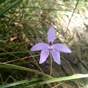 Glossodia major at Point 5598 - suppressed