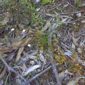 Drosera auriculata at Wanniassa Hill - 17 Oct 2016