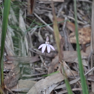 Caladenia fuscata at Point 4010 - suppressed