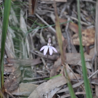 Caladenia fuscata (Dusky Fingers) at Point 4010 - 25 Sep 2016 by catherine.gilbert