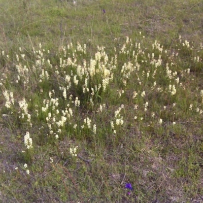 Stackhousia monogyna (Creamy Candles) at Wanniassa Hill - 17 Oct 2016 by Mike