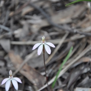 Caladenia fuscata at Undefined Area - suppressed