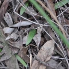 Glossodia major (Wax Lip Orchid) at Aranda, ACT - 25 Sep 2016 by catherine.gilbert