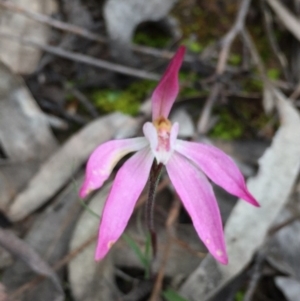 Caladenia fuscata at O'Connor, ACT - 12 Oct 2016