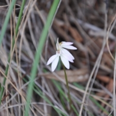 Caladenia sp. (A Caladenia) at Aranda, ACT - 25 Sep 2016 by catherine.gilbert