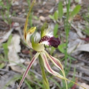 Caladenia atrovespa at Wanniassa Hill - suppressed