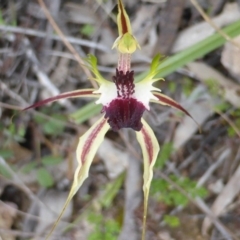 Caladenia atrovespa at Wanniassa Hill - suppressed