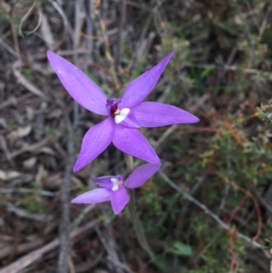 Glossodia major at Acton, ACT - suppressed