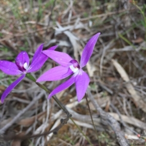 Glossodia major at Acton, ACT - suppressed