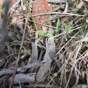 Glossodia major at Acton, ACT - suppressed