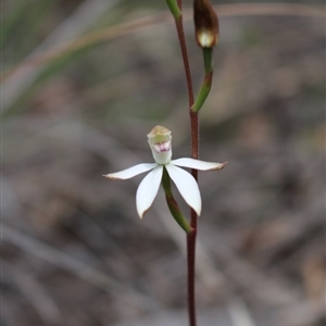 Caladenia moschata at Undefined Area - suppressed