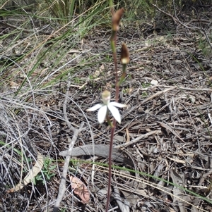 Caladenia moschata at Undefined Area - suppressed