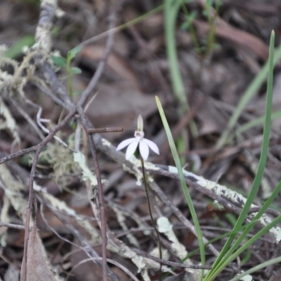 Caladenia fuscata (Dusky Fingers) at Point 4010 - 25 Sep 2016 by catherine.gilbert