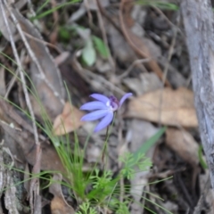 Cyanicula caerulea (Blue Fingers, Blue Fairies) at Point 4010 - 25 Sep 2016 by catherine.gilbert