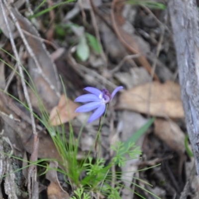 Cyanicula caerulea (Blue Fingers, Blue Fairies) at Aranda, ACT - 25 Sep 2016 by catherine.gilbert