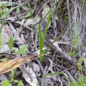 Diuris sp. at Wanniassa Hill - 17 Oct 2016