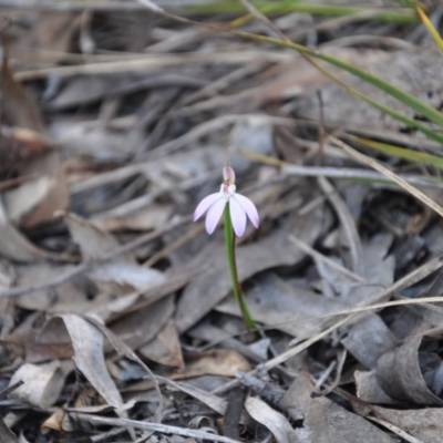 Caladenia fuscata (Dusky Fingers) at Point 4010 - 25 Sep 2016 by catherine.gilbert