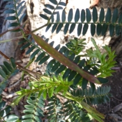 Acacia terminalis at Wanniassa Hill - 17 Oct 2016 04:28 PM