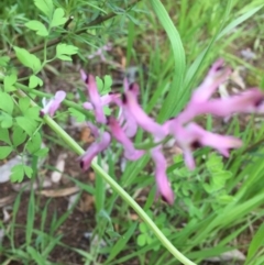 Fumaria sp. (Fumitory) at O'Connor, ACT - 12 Oct 2016 by ibaird