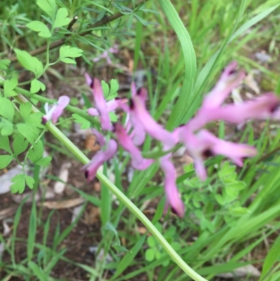 Fumaria sp. (Fumitory) at O'Connor, ACT - 12 Oct 2016 by ibaird