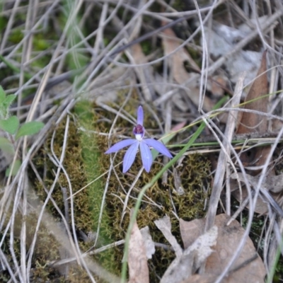 Cyanicula caerulea (Blue Fingers, Blue Fairies) at Point 4010 - 25 Sep 2016 by catherine.gilbert