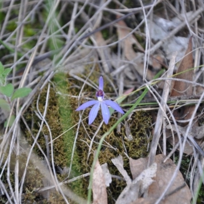 Cyanicula caerulea (Blue Fingers, Blue Fairies) at Aranda, ACT - 25 Sep 2016 by catherine.gilbert