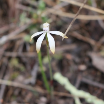 Caladenia ustulata (Brown Caps) at Point 5810 - 16 Oct 2016 by Jo