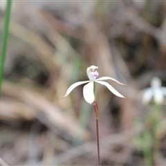 Caladenia ustulata at Undefined Area - suppressed
