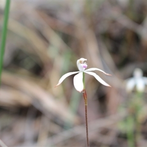 Caladenia ustulata at Undefined Area - suppressed