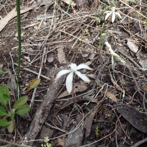 Caladenia ustulata at Undefined Area - suppressed