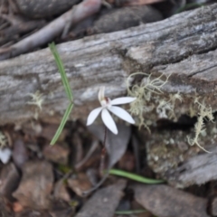 Caladenia fuscata (Dusky Fingers) at Point 4010 - 25 Sep 2016 by catherine.gilbert