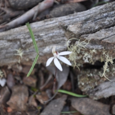 Caladenia fuscata (Dusky Fingers) at Point 4010 - 25 Sep 2016 by catherine.gilbert