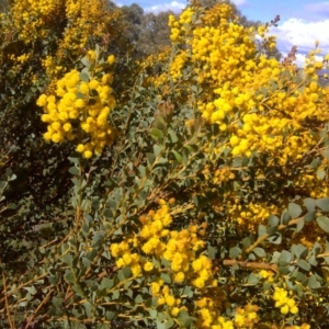 Acacia cultriformis at Wanniassa Hill - 17 Oct 2016 04:21 PM