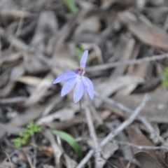 Cyanicula caerulea (Blue Fingers, Blue Fairies) at Point 4010 - 25 Sep 2016 by catherine.gilbert